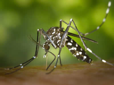 Mosquito Control Services