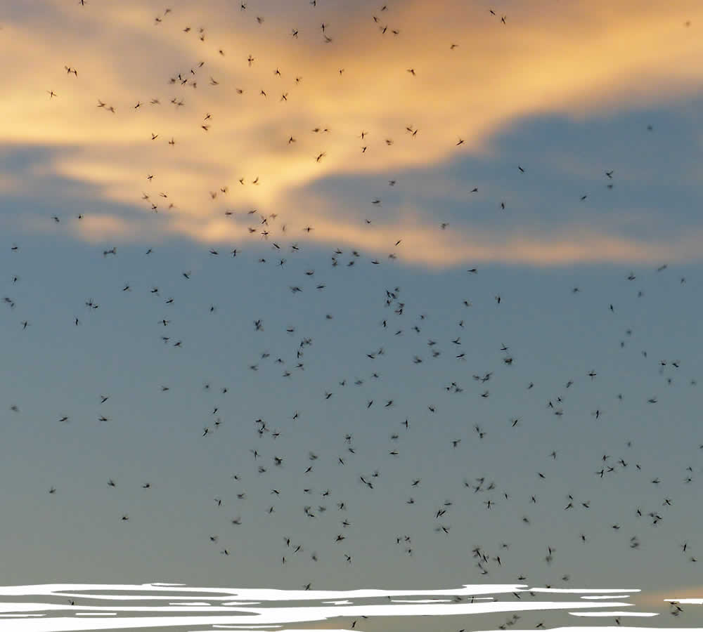 Mosquito Control Services