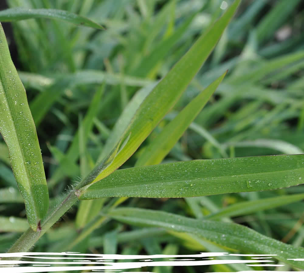 Weed Control Services